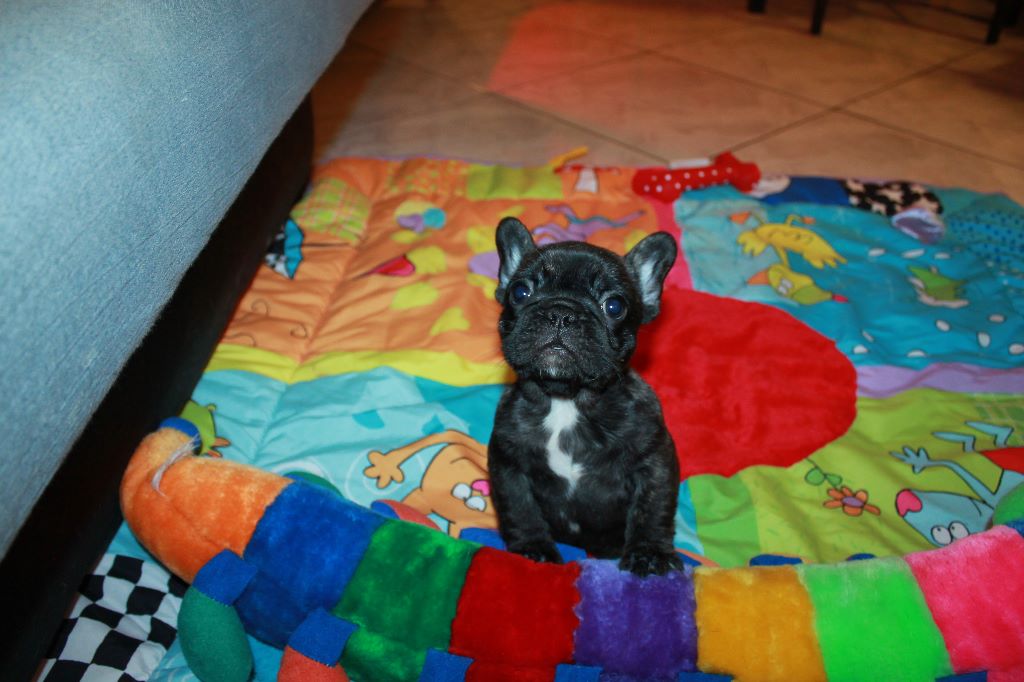 Publication : De La Futaie Des Merveilles