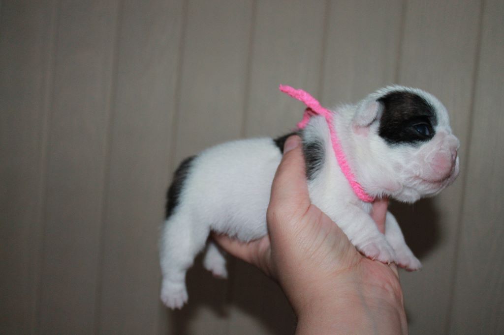 Publication : De La Futaie Des Merveilles