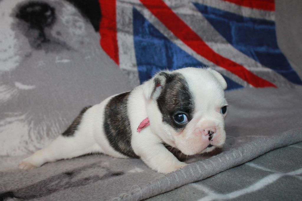 Publication : De La Futaie Des Merveilles