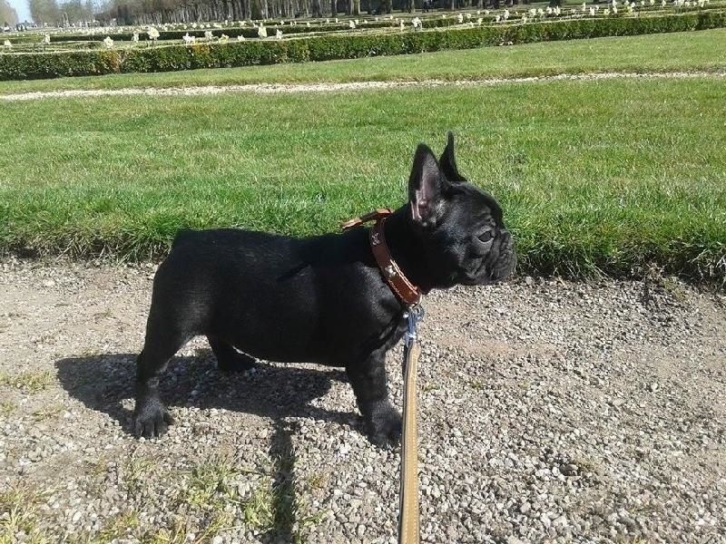 Publication : De La Futaie Des Merveilles