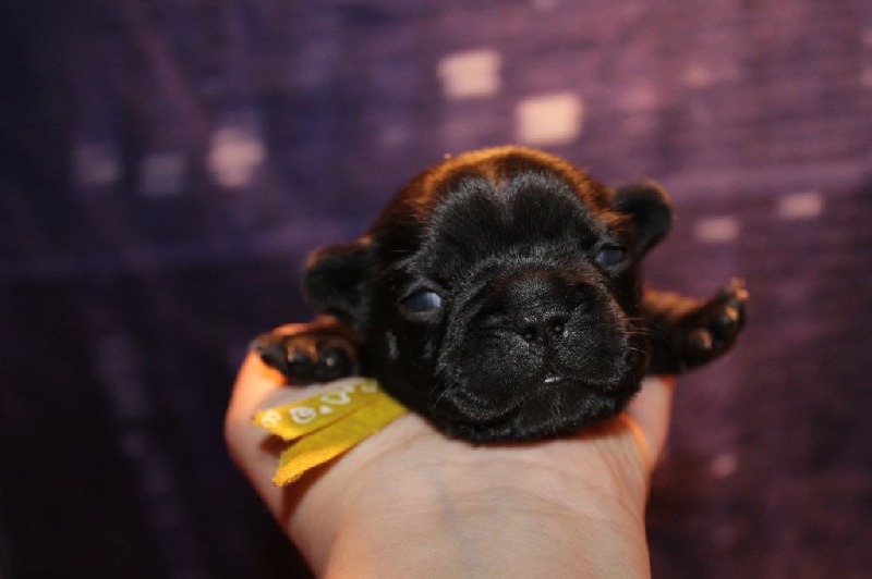 Publication : De La Futaie Des Merveilles