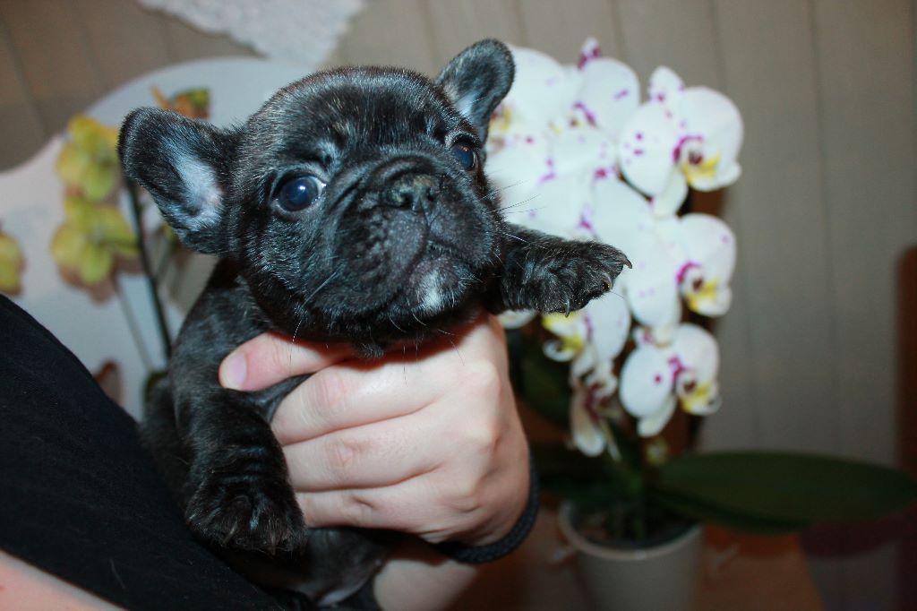 Publication : De La Futaie Des Merveilles