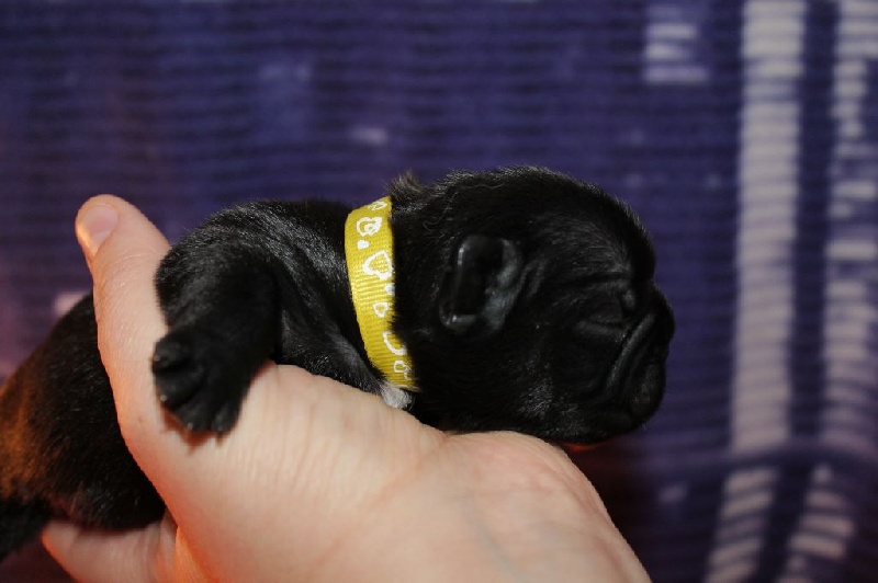 Publication : De La Futaie Des Merveilles