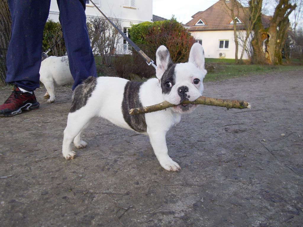 Publication : De La Futaie Des Merveilles