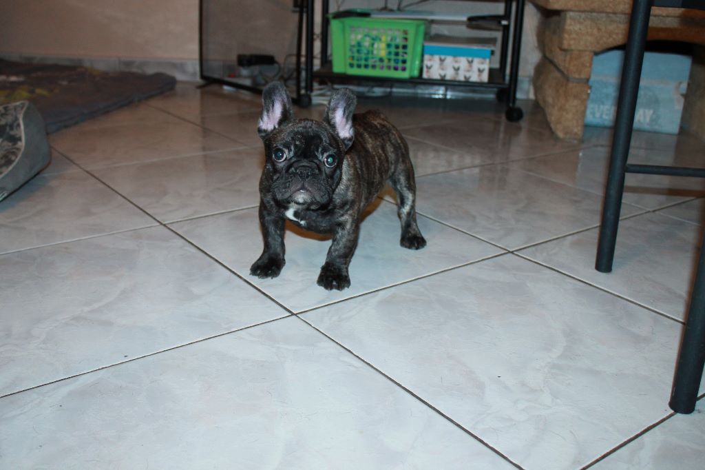 Publication : De La Futaie Des Merveilles