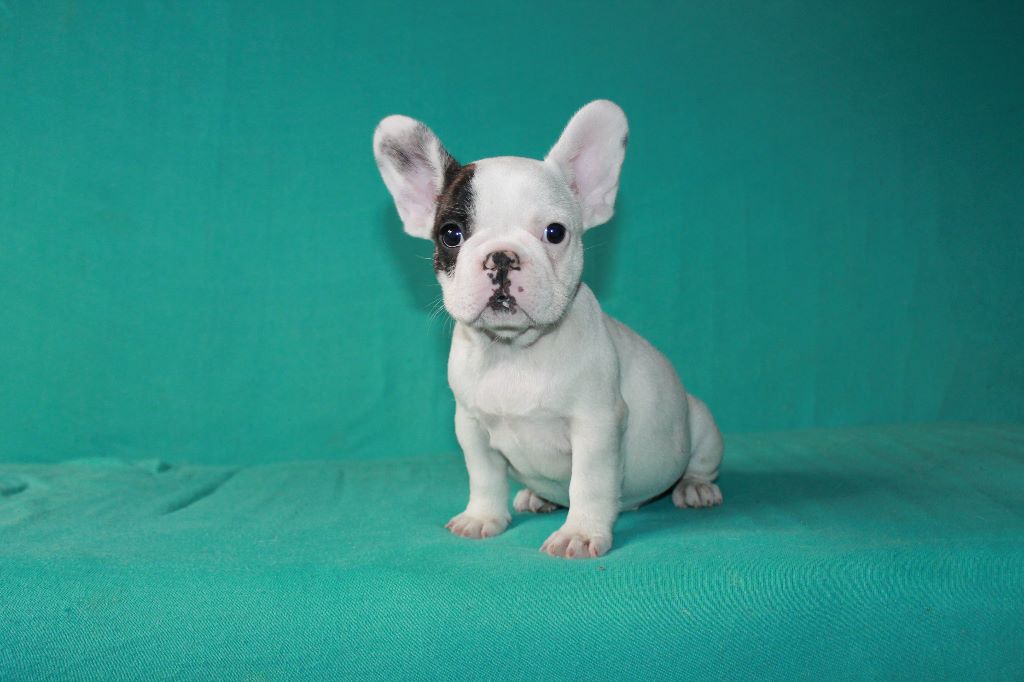 Publication : De La Futaie Des Merveilles