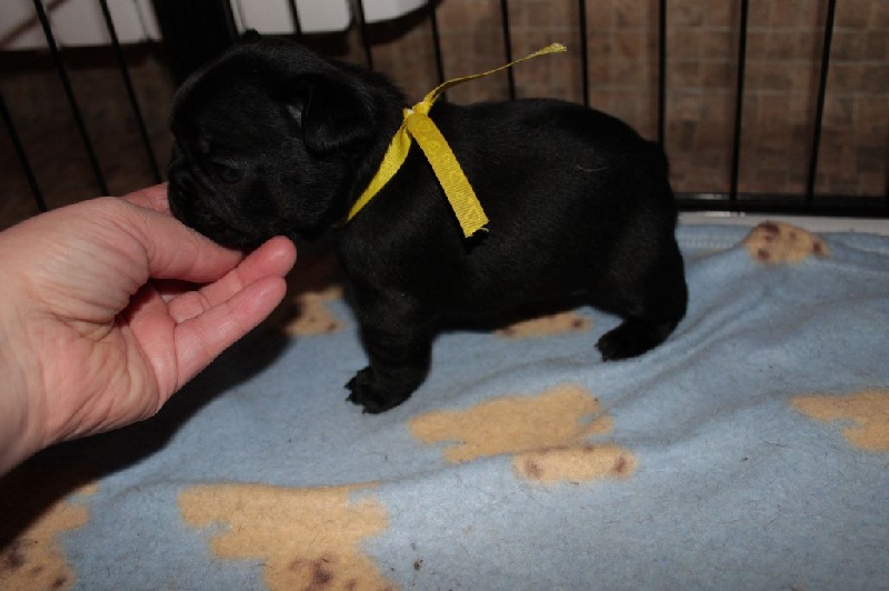 Publication : De La Futaie Des Merveilles