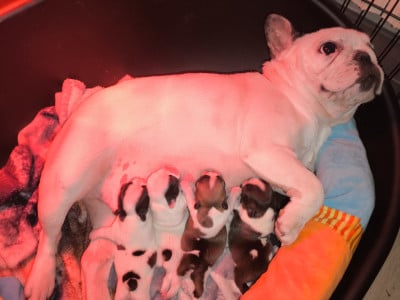 Les chiots de Bouledogue français