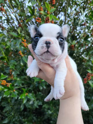 Les chiots de Bouledogue français