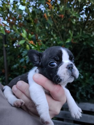 Les chiots de Bouledogue français