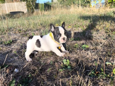 Les chiots de Bouledogue français