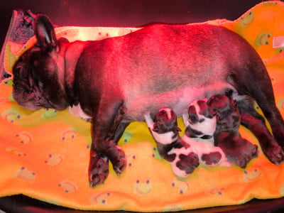 Les chiots de Bouledogue français