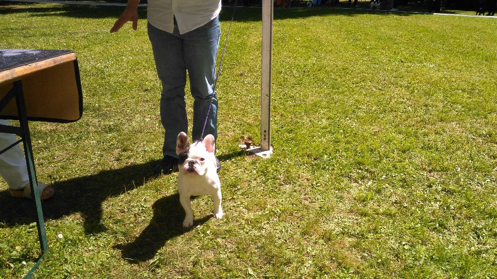 Mystic legend De La Futaie Des Merveilles - Très Prometteur