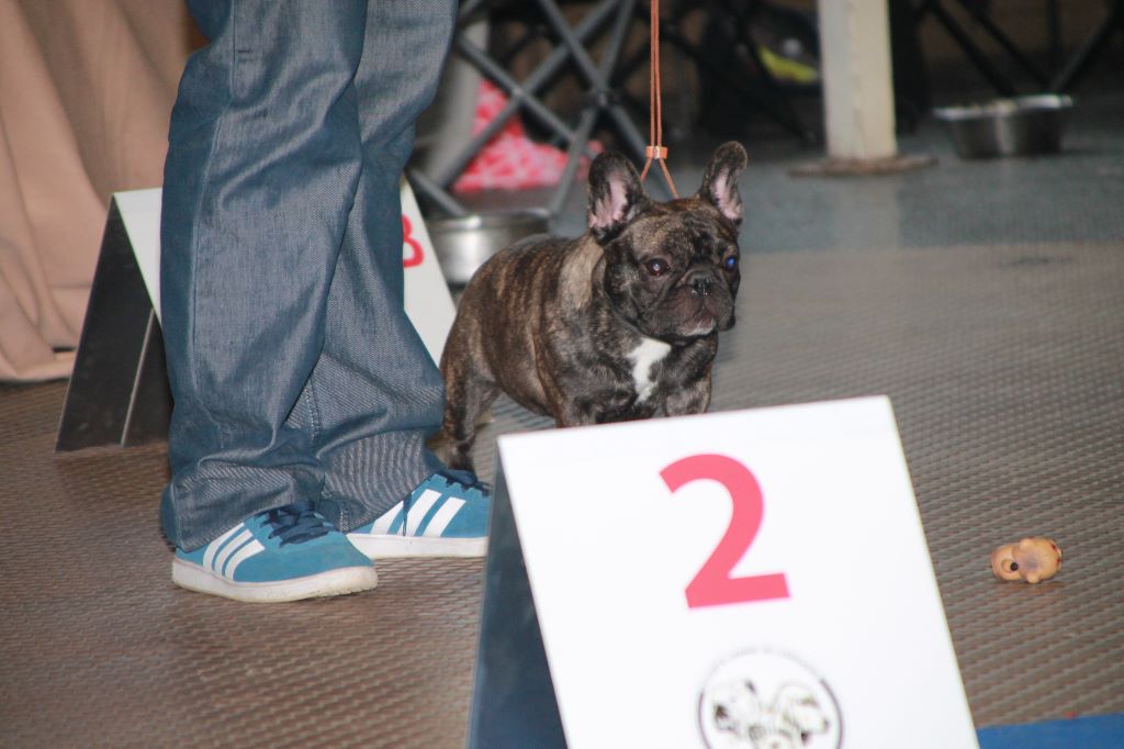 Nancy by night De La Futaie Des Merveilles - 3 ième Très bon