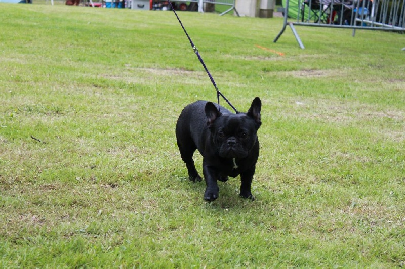 Lovely cortana De La Futaie Des Merveilles - Très Bon