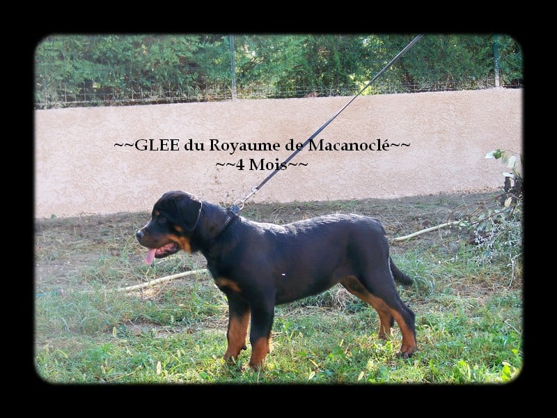 Glee Du Royaume De Macanoclé