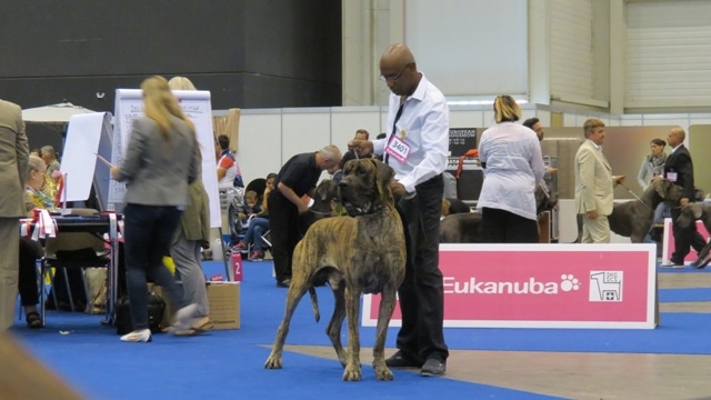 CH. Glover Des geants de becquigny - 1er Ex CAC