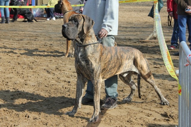 CH. Glover Des geants de becquigny - 3ème excellent en Classe intermédiaire