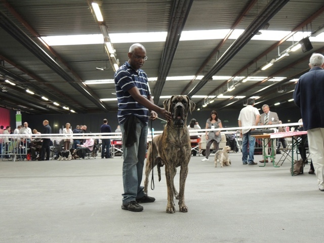 CH. Glover Des geants de becquigny - CACS-CACIB