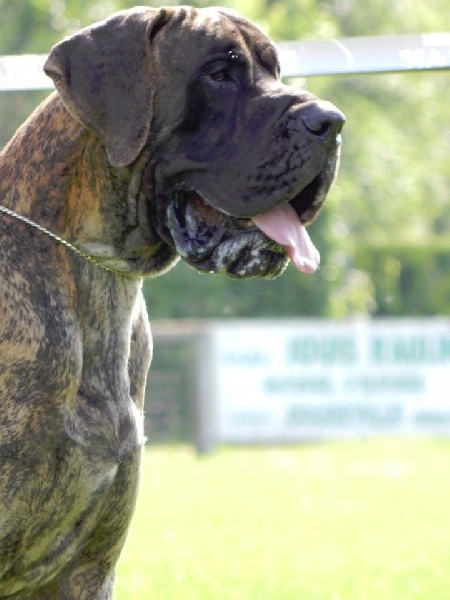 CH. Glover Des geants de becquigny - 1er Excellent + & Ring d'Honneur