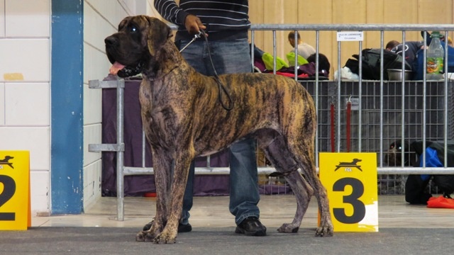 CH. Glover Des geants de becquigny - 2ème Ex RCACL
