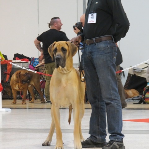CH. Impératrice farah diba du domaine de Gauvin - 1ère Exc - Meilleur Jeune