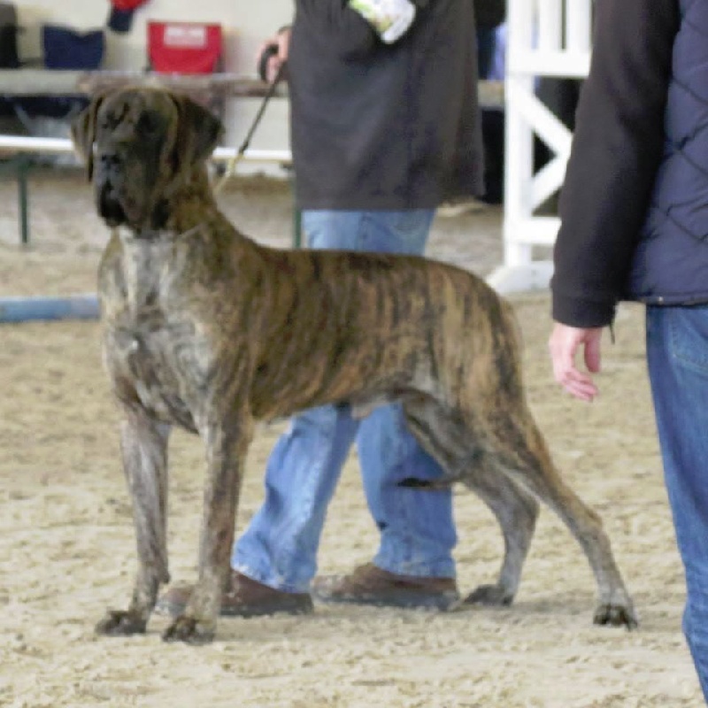 CH. Glover Des geants de becquigny - 1er Excellent + et ring d'honneur en classe champion
