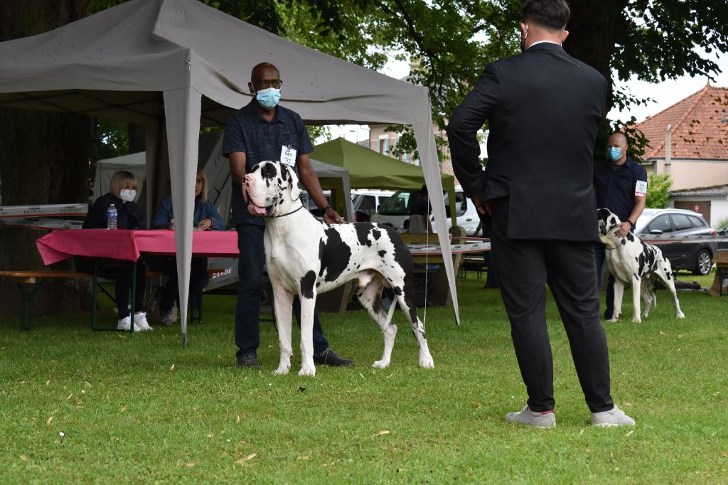 CH. Pablo picasso Des Terres Andalouses - 1er excellent MEILLEUR MALE ARLEQUIN RING D'HONNEUR