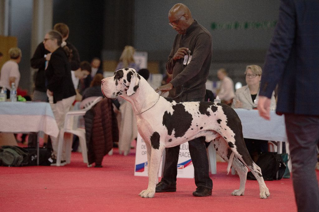 CH. Pablo picasso Des Terres Andalouses - 2e Excellent