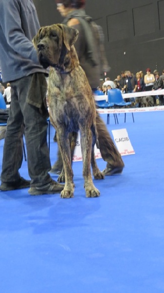 CH. Glover Des geants de becquigny - RCACS-RCACIB