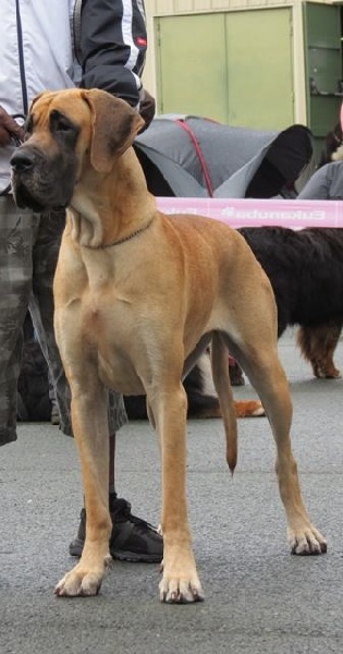 CH. Impératrice farah diba du domaine de Gauvin - Très bon