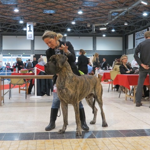 CH. Glover Des geants de becquigny - CACS-CACIB-BOB
