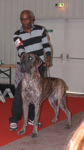 CH. Glover Des geants de becquigny - 3ème très bon