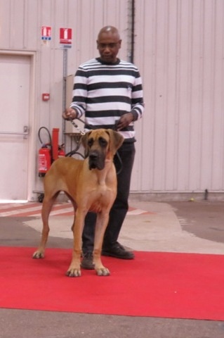 CH. Impératrice farah diba du domaine de Gauvin - 1ère très bon