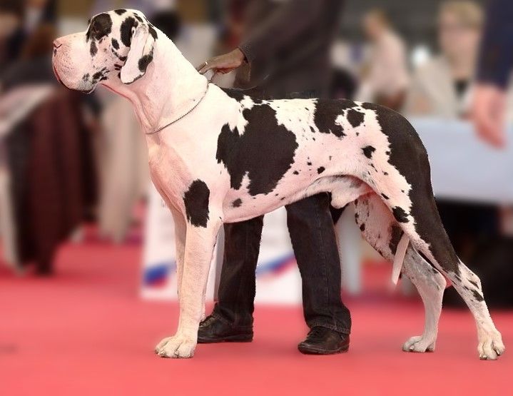 CH. Pablo picasso Des Terres Andalouses - 1er Excellent Ring d'Honneur. Meilleur mâle arlequin