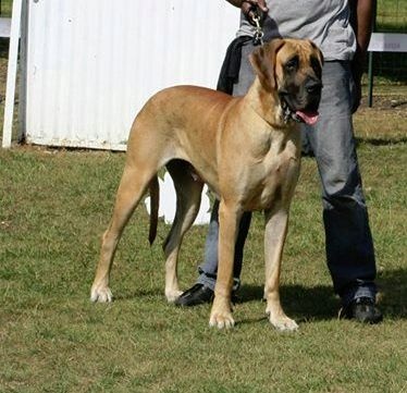 CH. Impératrice farah diba du domaine de Gauvin - 1ère Excellent +