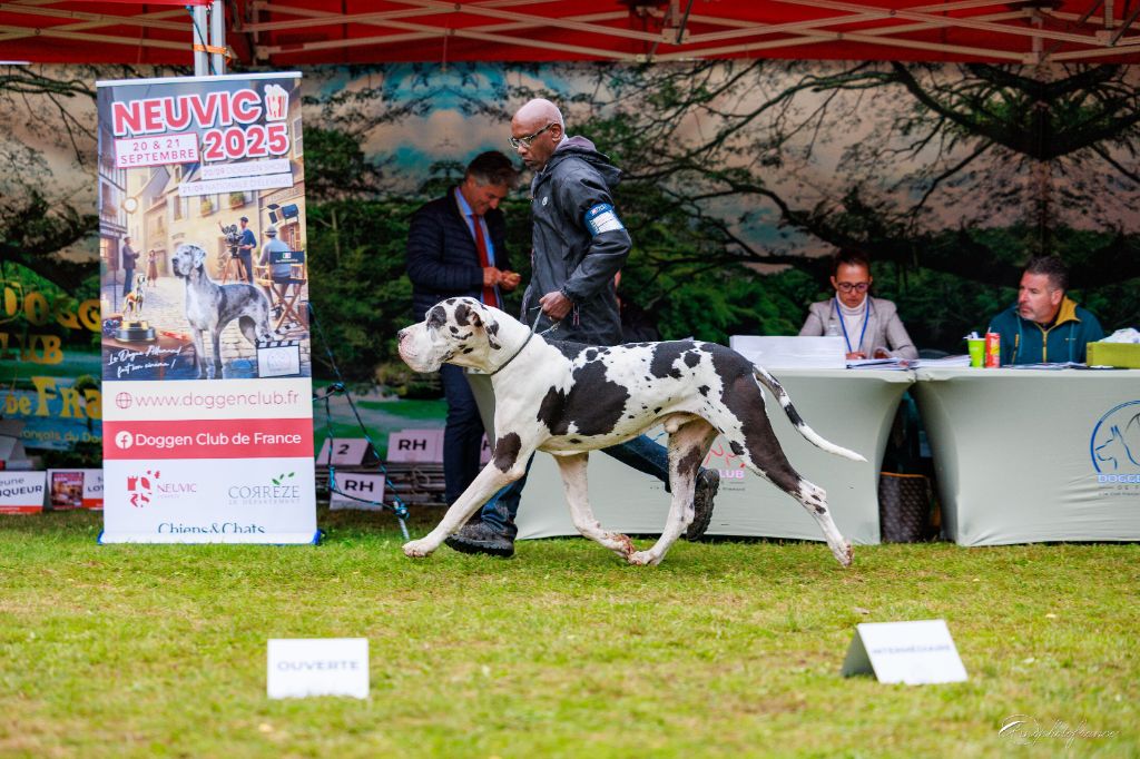 CH. Pablo picasso Des Terres Andalouses - 1er en Classe Champion MEILLEUR MALE ARLEQUIN CHAMPION DU CLUB