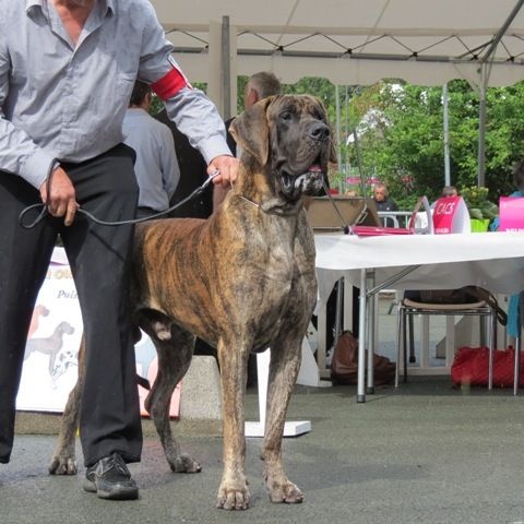 CH. Glover Des geants de becquigny - 1er Excellent CACS- Champion de France