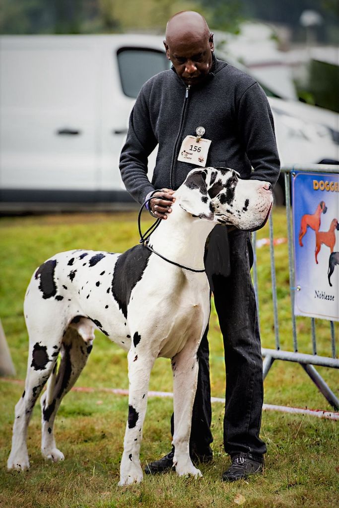 CH. Pablo picasso Des Terres Andalouses - 1er Ex.RCACS