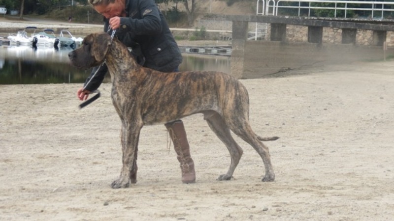 CH. Glover Des geants de becquigny - Très prometteur 1er- Ring d'honneur