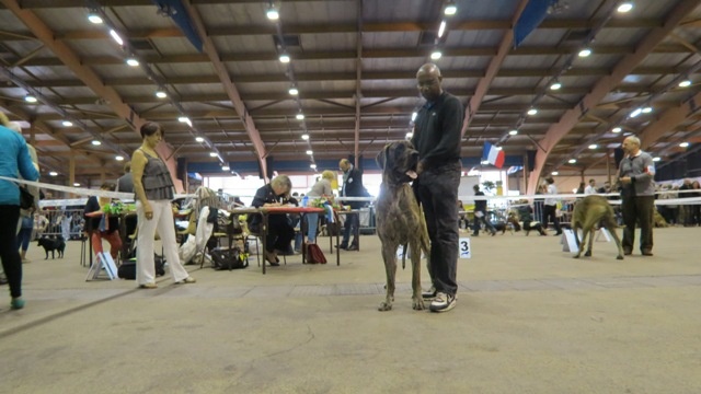 CH. Glover Des geants de becquigny - 2ème Excellent