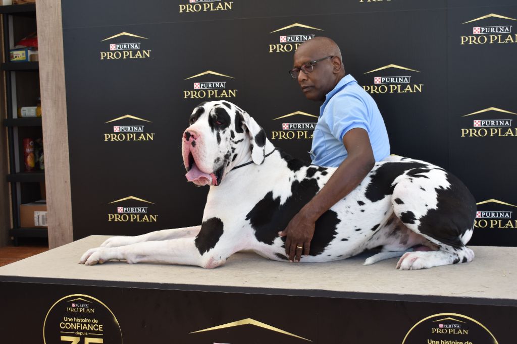 CH. Pablo picasso Des Terres Andalouses - 1ER EXC-CACS- RCACIB