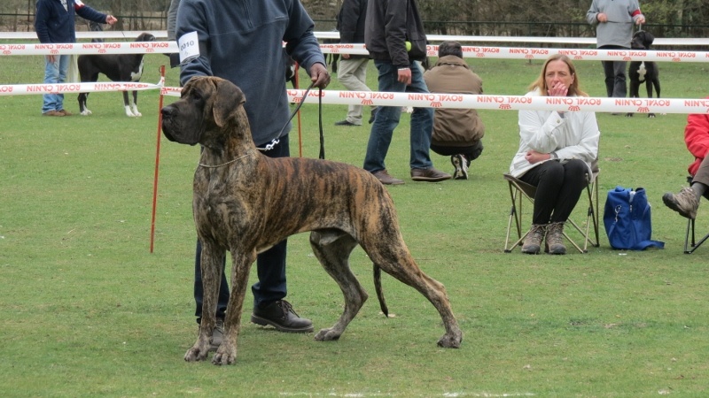 CH. Glover Des geants de becquigny - Excellent + : MEILLEUR MALE-MEILLEUR DOGUE DE L'EXPO