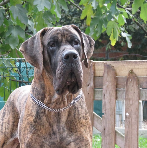 CH. Glover Des geants de becquigny - 1er Ex CAC