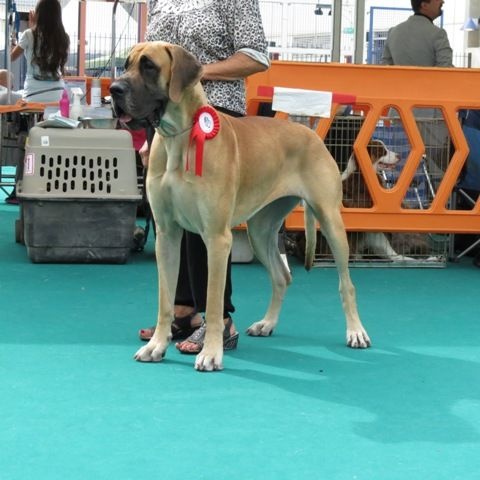 CH. Impératrice farah diba du domaine de Gauvin - GCC-RCACIB- CHAMPIONNE DE GIBRALTAR