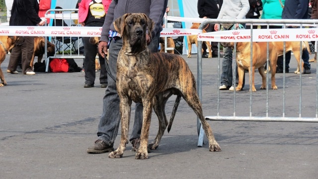 CH. Glover Des geants de becquigny - 2ème Excellent -RCAC-RCACIB