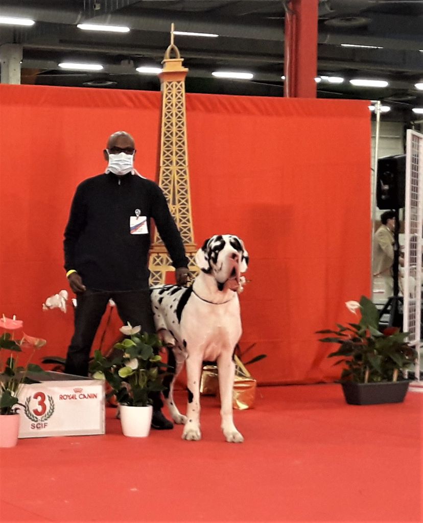 CH. Pablo picasso Des Terres Andalouses - 1ER EXC-CACS- MEILLEUR DE SEXE OPPOSE