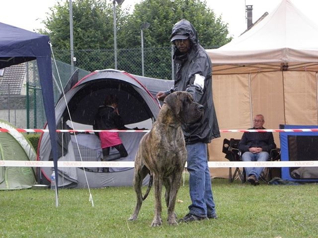CH. Glover Des geants de becquigny - 1er Excellent + MEILLEUR MALE EN CLASSE INTERMEDIAIRE