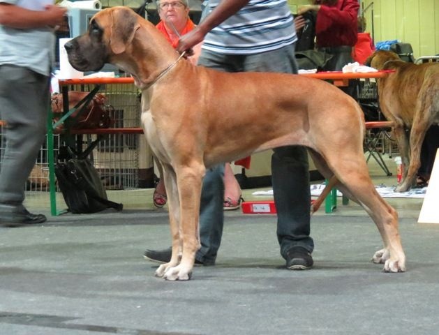 CH. Impératrice farah diba du domaine de Gauvin - CAC-CACIB-BOB