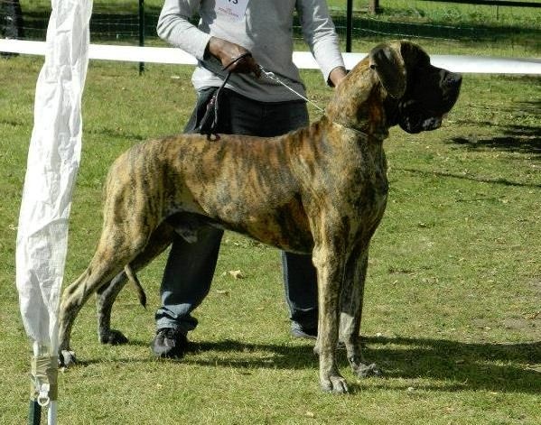 CH. Glover Des geants de becquigny - 1er Excellent +